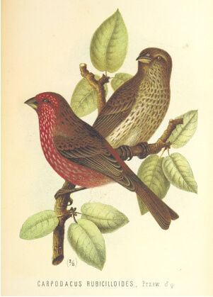 Высокогорная чечевица, Carpodacus rubicilloides. Иллюстрация из книги «Mongolia, the Tangut Country, and the Solitudes of Northern Tibet». 1876