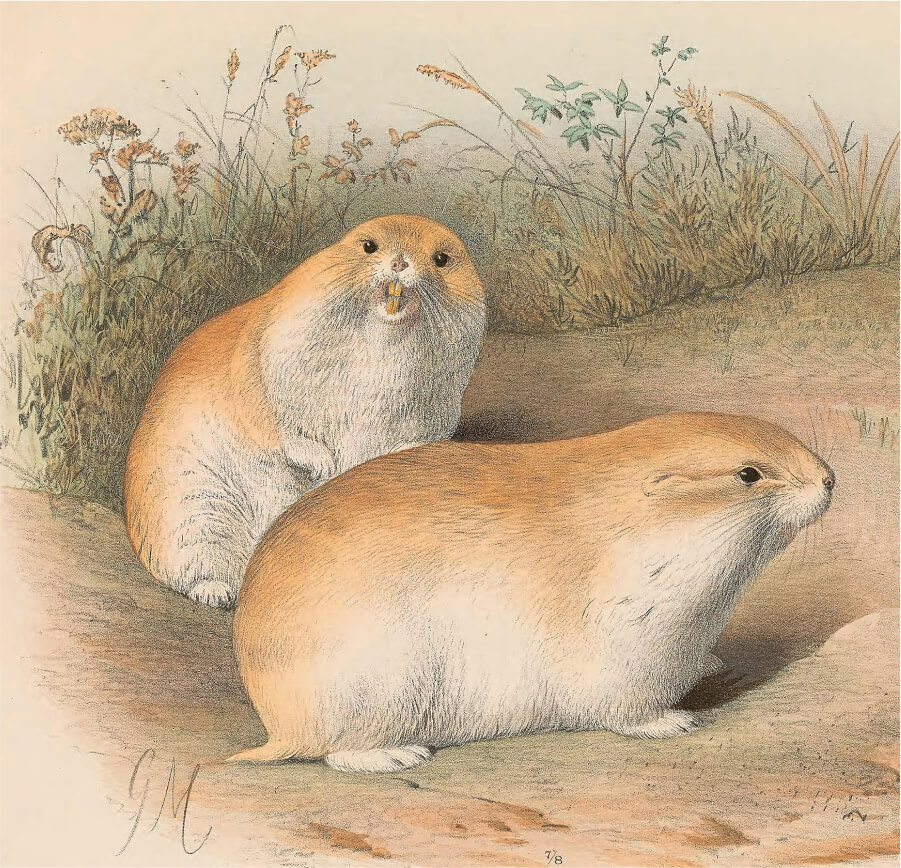 Пеструшка Пржевальского