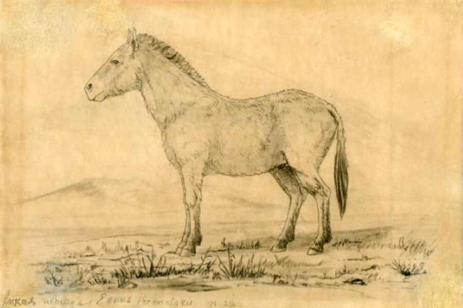 Дикая лошадь Пржевальского. Худ. — В. И. Роборовский. 1879