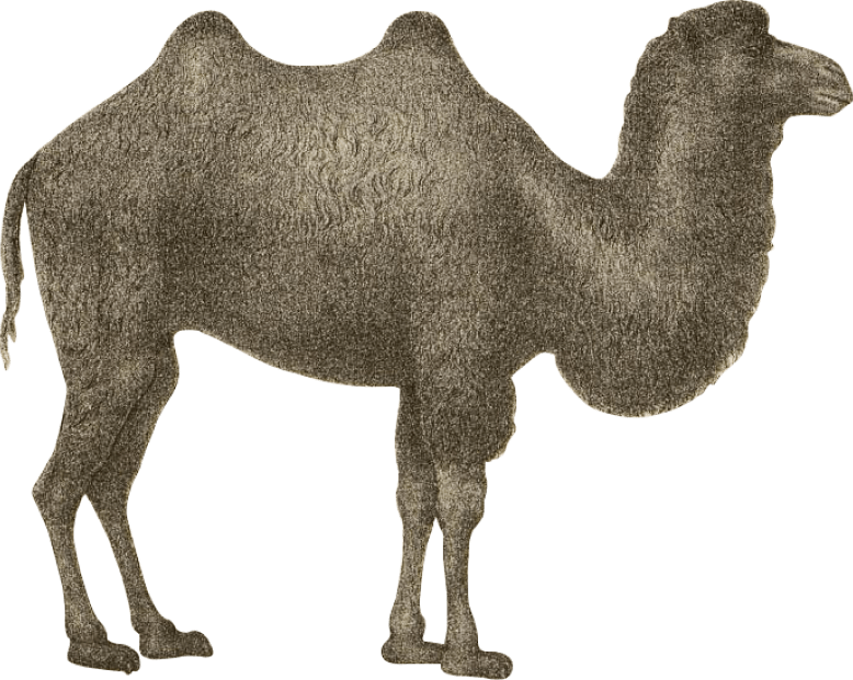 Дикий верблюд. Худ. — В. И. Роборовский. Иллюстрация из книги «Из Зайсана через Хами в Тибет и на верховья Желтой реки